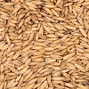 thomas_faucet_oat_malt_large_ff78263a-0d3c-4842-9b90-06bb6ec3738f.png